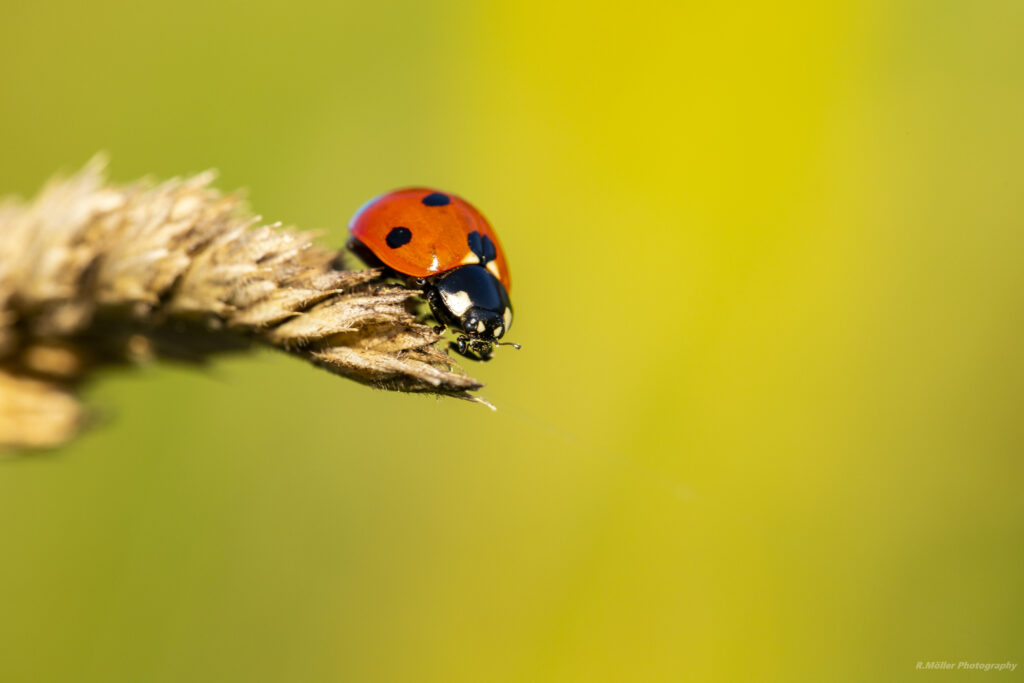 Vibrant Ladybug Macro on Grass - Soft Green & Yellow Wallpaper