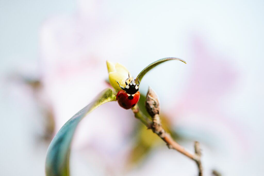 Vibrant Ladybug Macro Shot: Intricate Details for Wallpaper Background