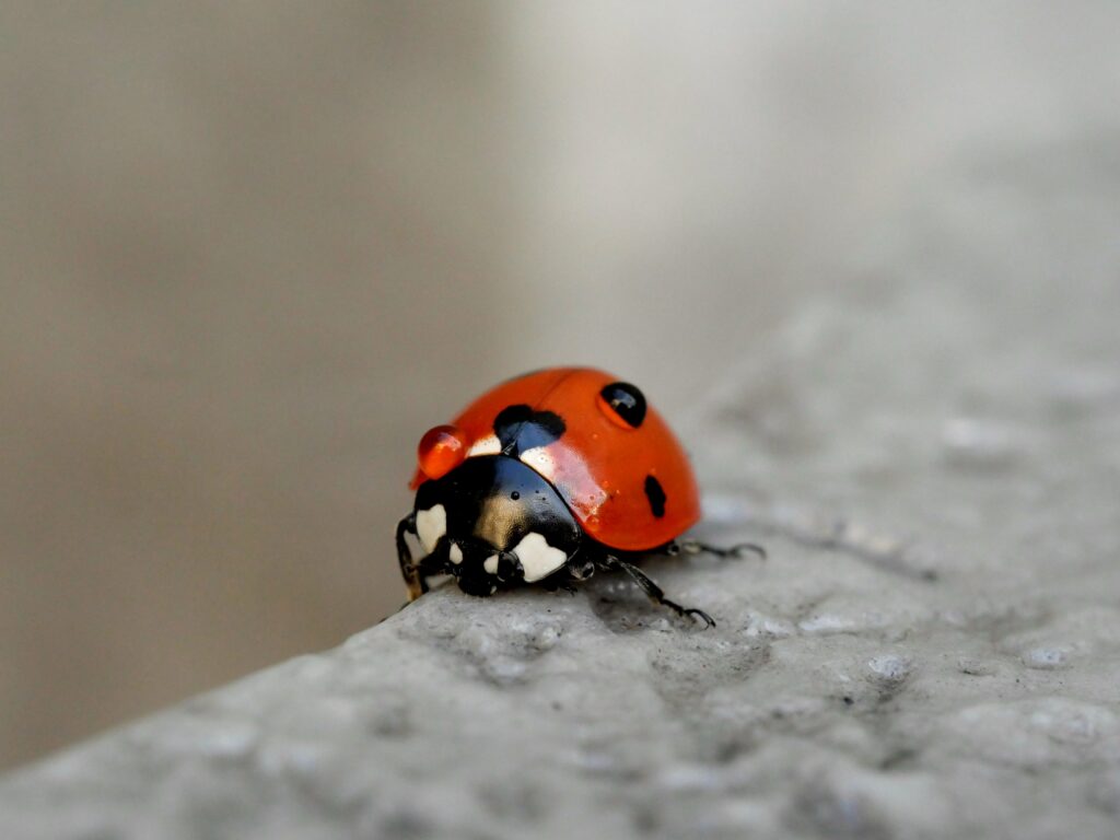 Vibrant Ladybug Macro: Stunning Details & Soft Blurred Wallpaper