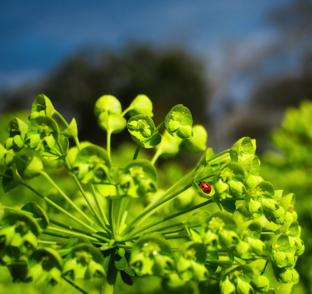 Vibrant Macro Wallpaper: Ladybug on Lush Green Plant Background