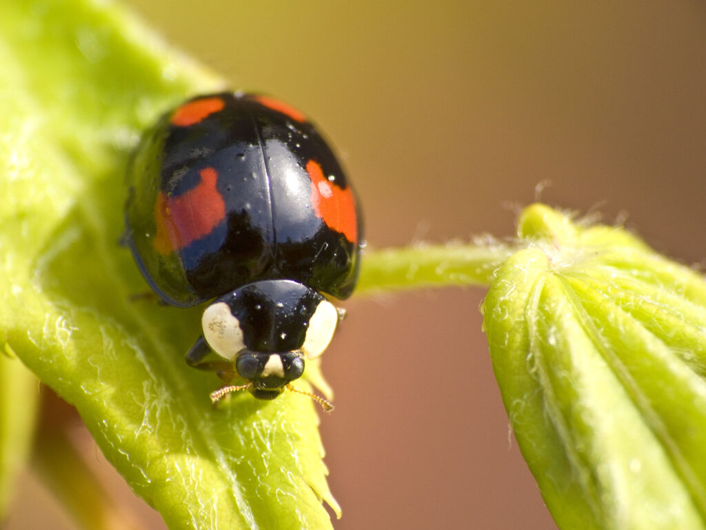 Vibrant Ladybug on Green Leaf – Macro Shot Wallpaper Background