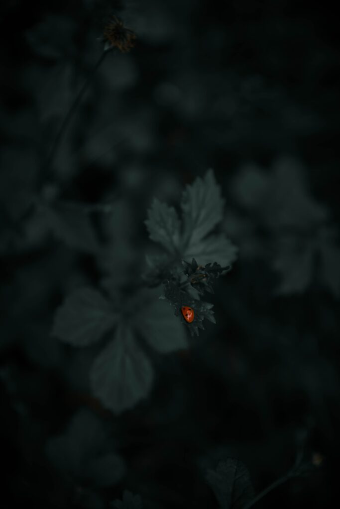 Vibrant Ladybug Macro on Leaf: Dark Green Plants Wallpaper