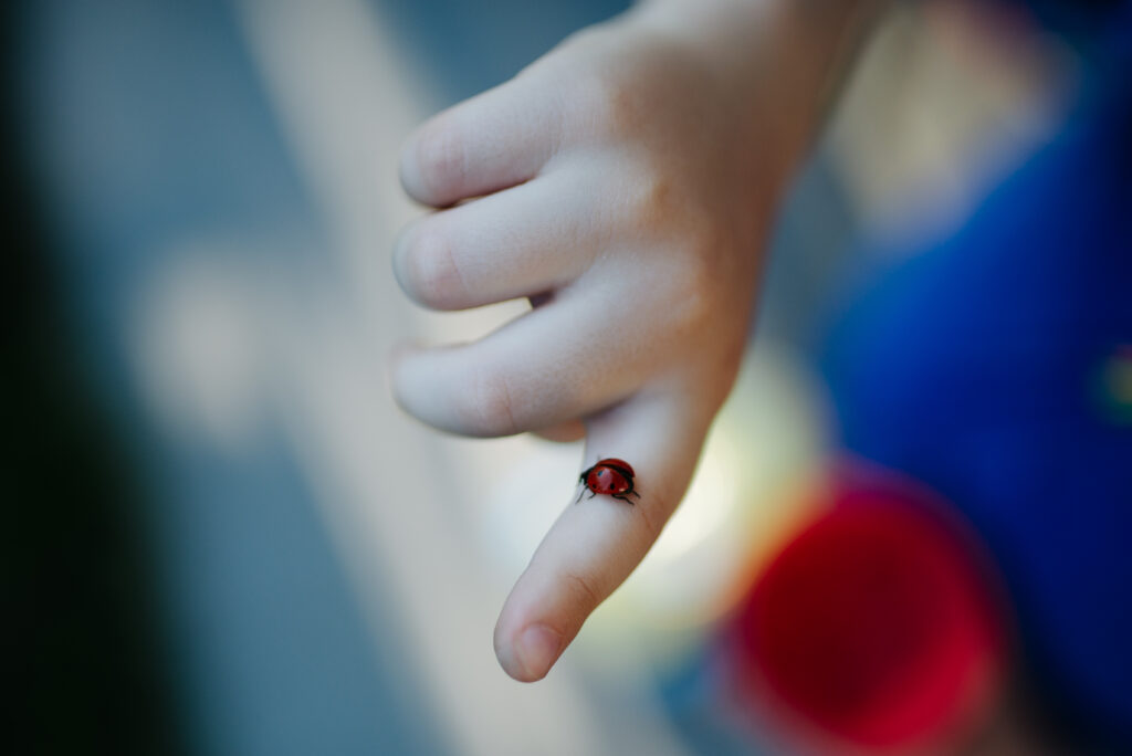 Vibrant Ladybug Macro on Finger: Nature’s Detail in Wallpaper Art