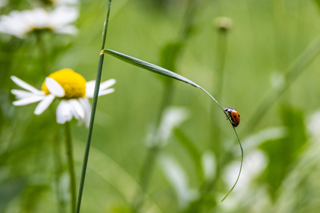 Vibrant Ladybug Macro on Grass: Elegant Green Wallpaper Background