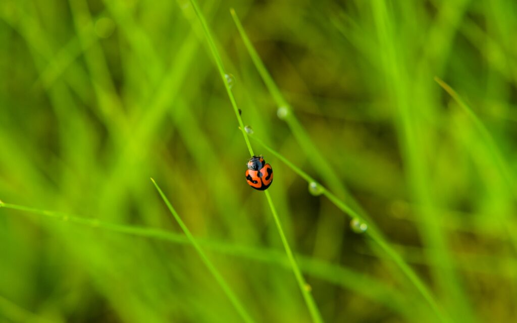 Macro Ladybug on Grass with Dewdrops - Nature Wallpaper