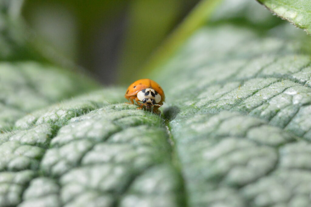 Vibrant Macro Ladybug on Green Leaf - Detailed Wallpaper Background