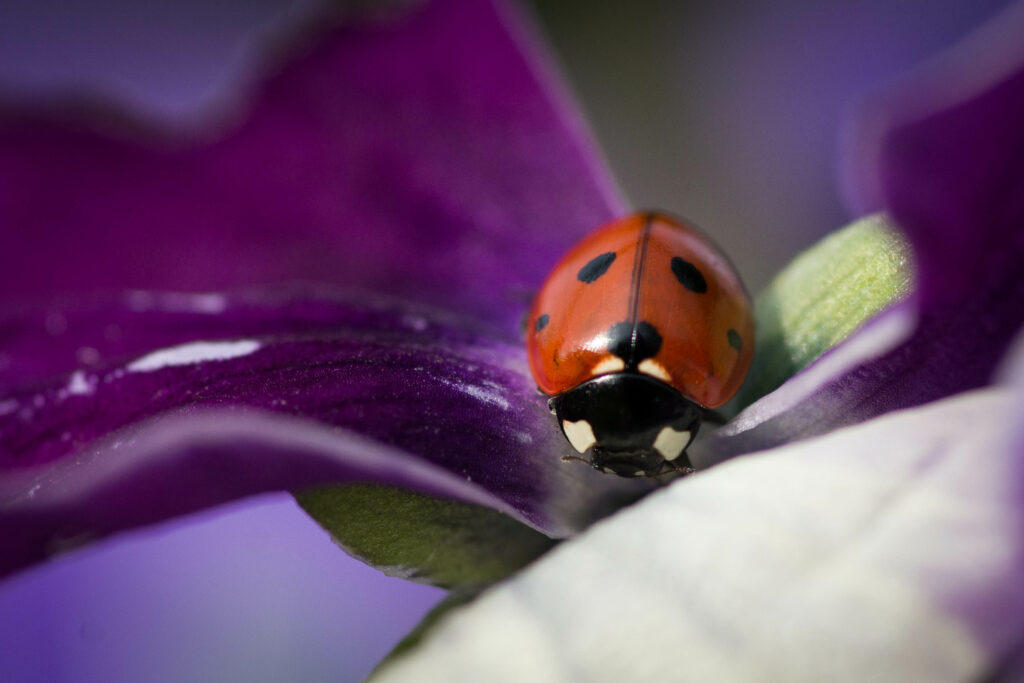 Vibrant Ladybug Macro on Purple Flower Petal - Stunning Wallpaper