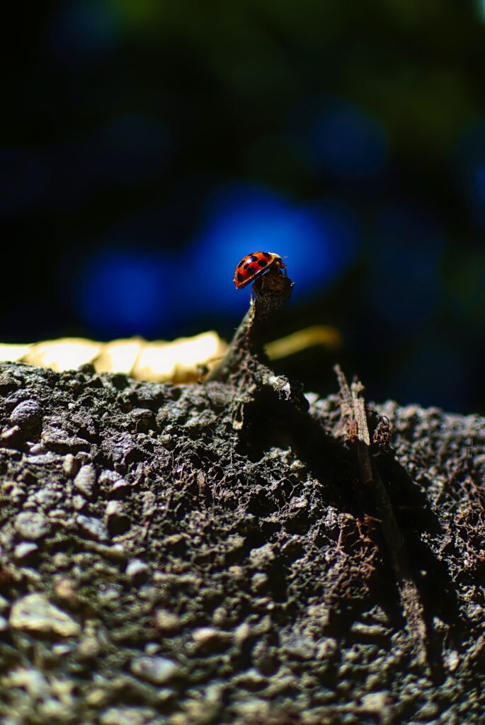 Vibrant Ladybug Macro Shot on Branch - Wallpaper Background