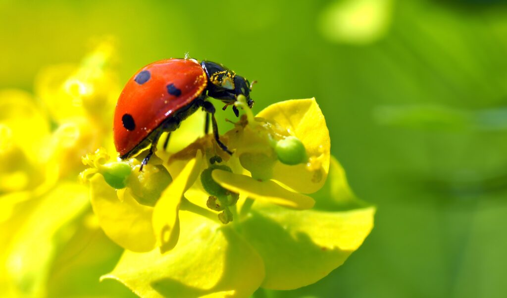 Vibrant Ladybug on Yellow Flower: Stunning Macro Wallpaper Background