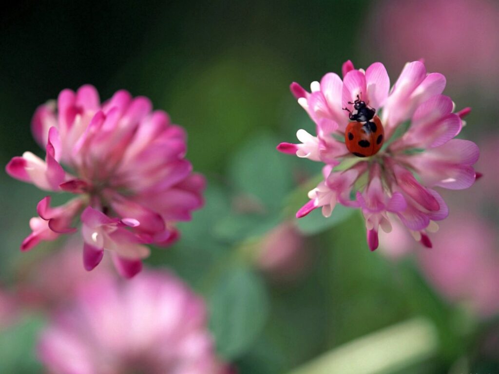 Vibrant Ladybug Wallpaper: Pink Flower & Soft Greenery Background