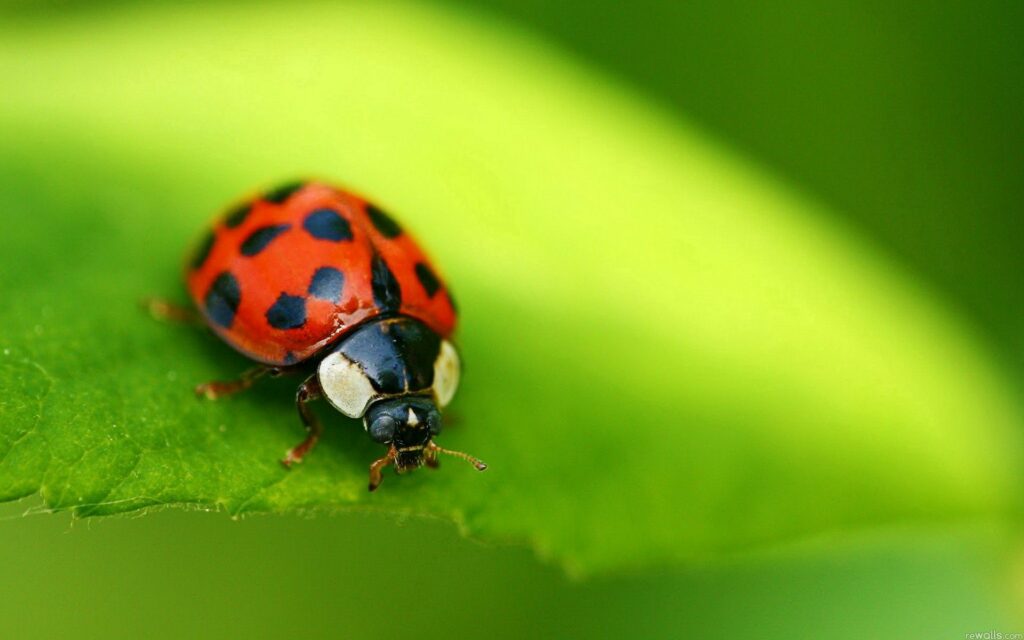 Vibrant Ladybug Wallpaper: Close-Up on Green Leaf Background
