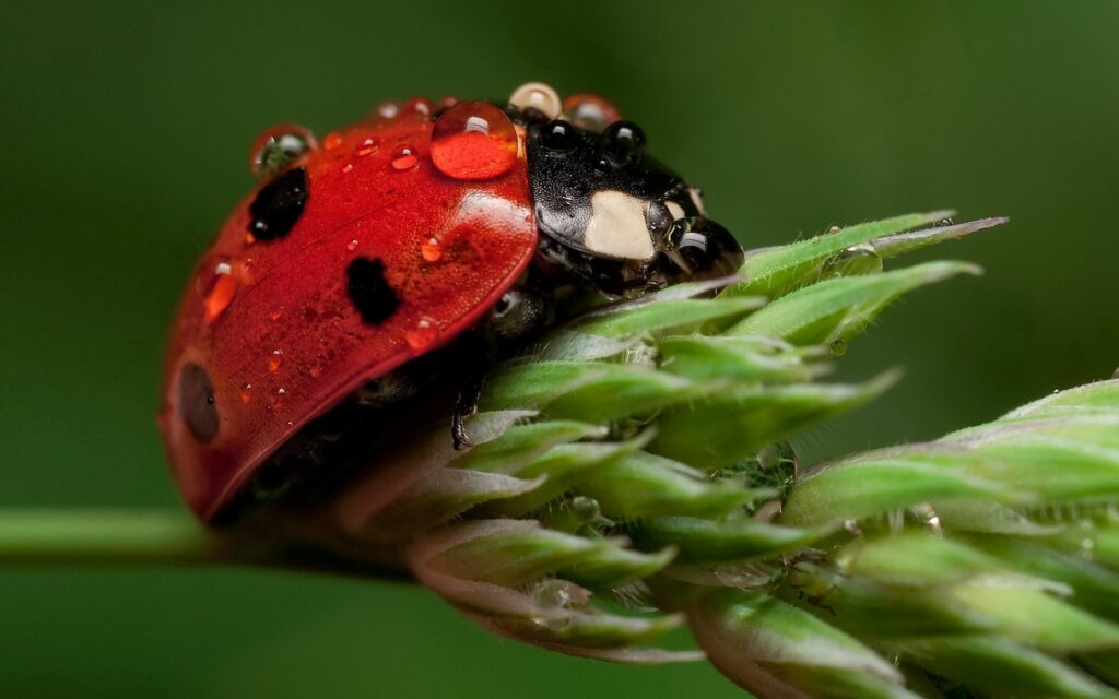 Close-Up Ladybug on Leaf with Water Droplets - Vibrant Wallpaper