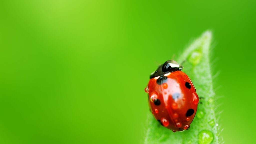 Vibrant Ladybug Wallpaper: Red Bug on Dewy Green Leaf Background