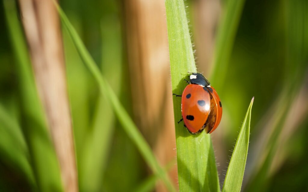 Vibrant Ladybug Close-Up Wallpaper on Lush Green Grass Background