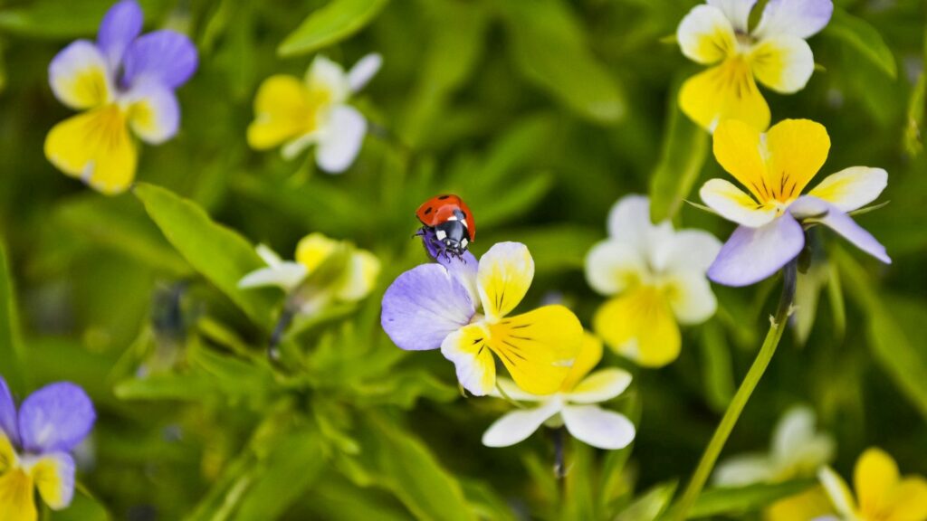 Vibrant Ladybug on Colorful Flower - Lush Greenery Wallpaper