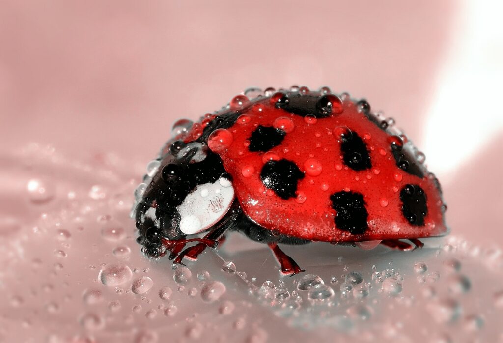 Close-Up Wallpaper: Red & Black Ladybug on Sparkling Water Droplets