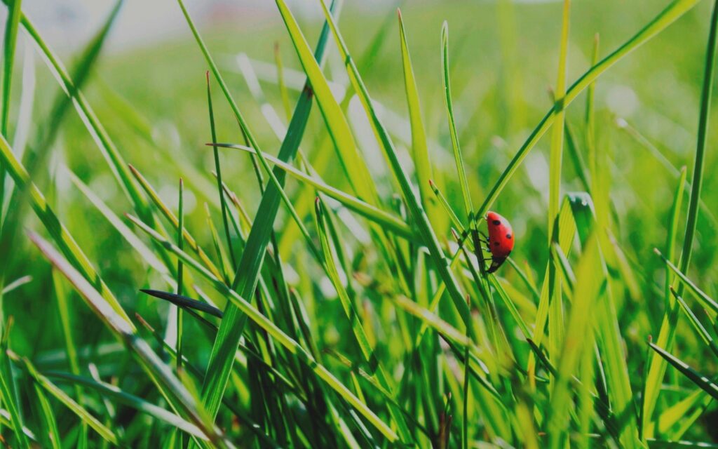 Vibrant Ladybug Wallpaper: Red Bug on Green Grass Background