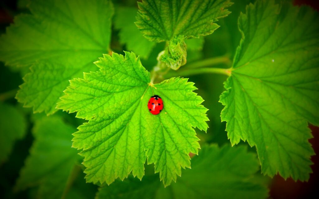 Vibrant Ladybug Wallpaper: Red Bug on Lush Green Leaves Background