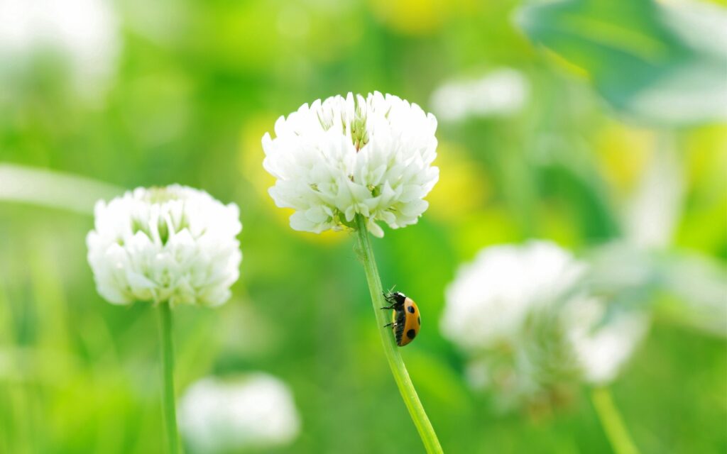 Vibrant Ladybug Wallpaper: Clover Flower & Lush Green Grass