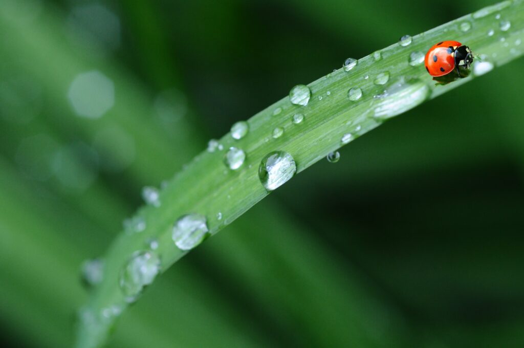 Vibrant Ladybug Wallpaper on Dewy Leaf - Nature Background