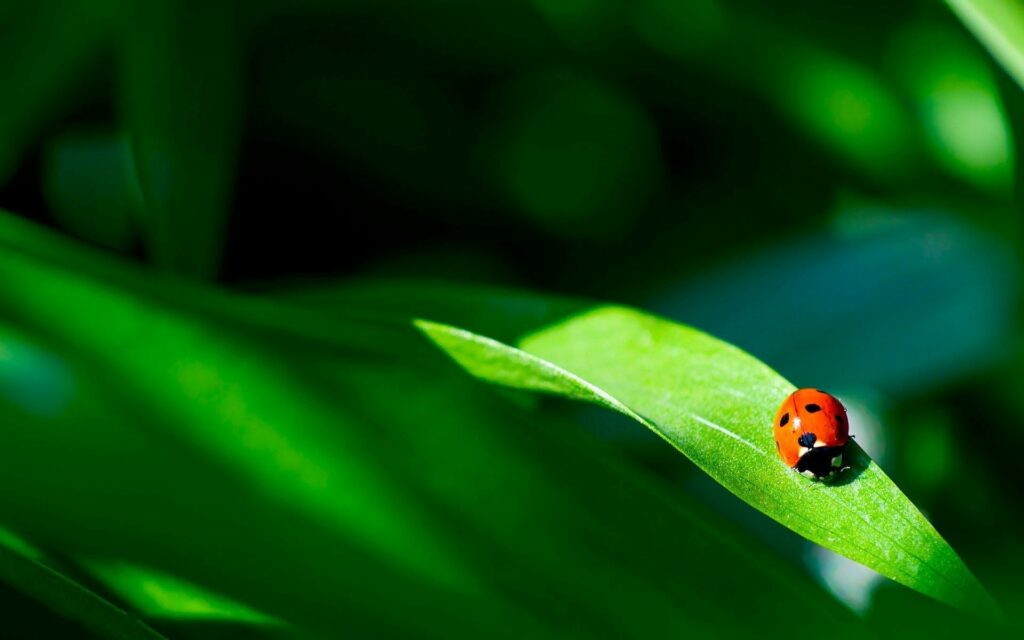 Vibrant Ladybug Wallpaper: Red Bug on Green Leaf & Lush Greens
