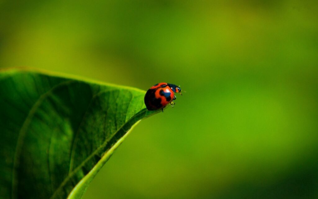 Vibrant Ladybug Wallpaper on Green Leaf with Soft Blurred Background