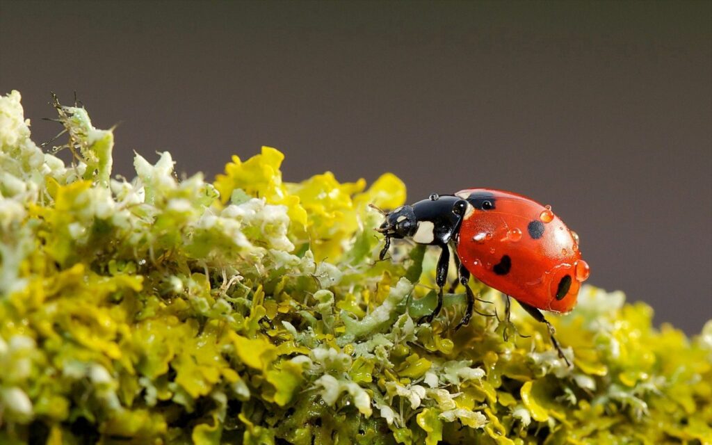 Ladybug on Lush Moss: Vibrant Wallpaper Background for Calm Decor