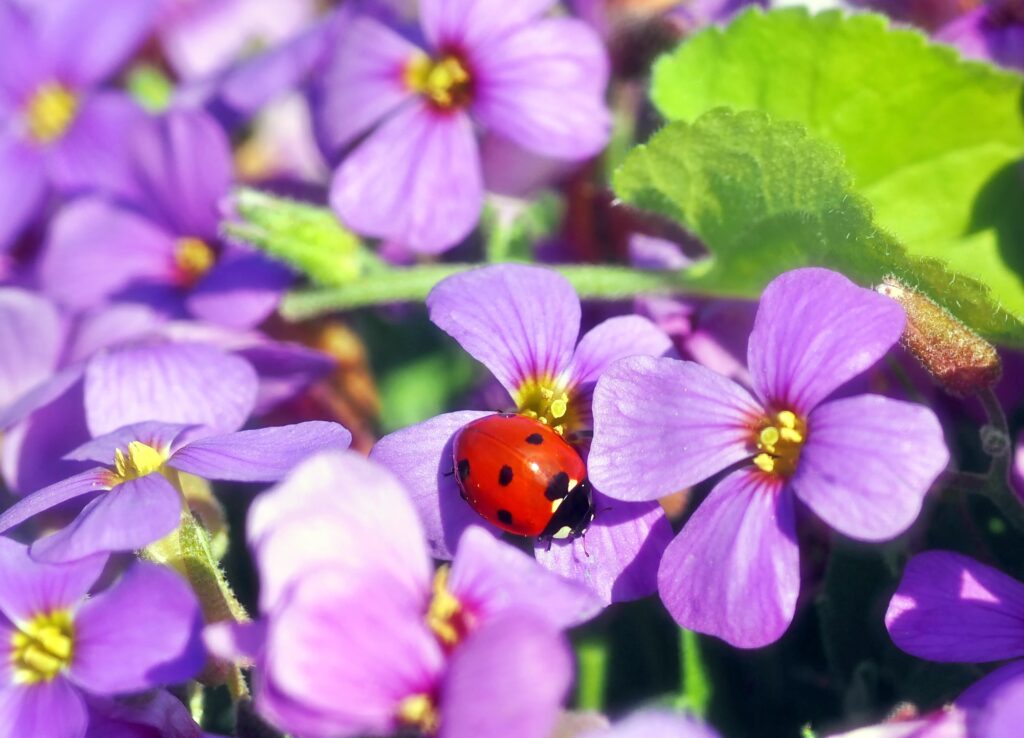 Vibrant Ladybug on Purple Flowers - Lush Green Leaves Wallpaper