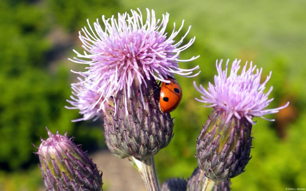 Vibrant Ladybug Wallpaper on Purple Thistle with Lush Greenery