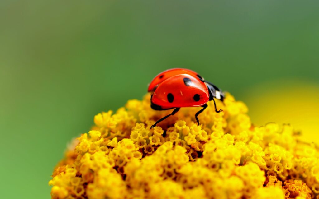 Vibrant Ladybug on Yellow Flower: Serene Wallpaper Background