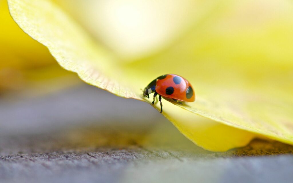 Vibrant Ladybug Wallpaper on Yellow Leaf with Soft Nature Background