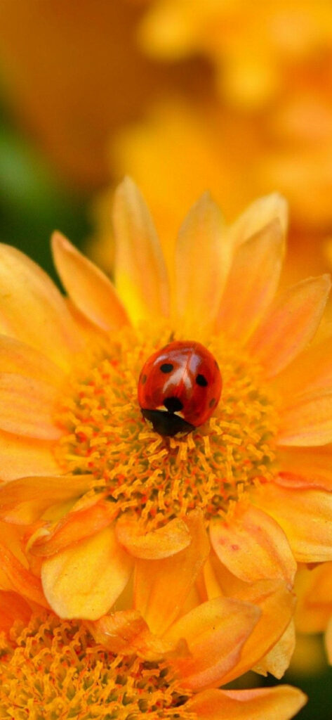 Vibrant Ladybug on Orange Daisy Wallpaper - Cheerful Nature Background