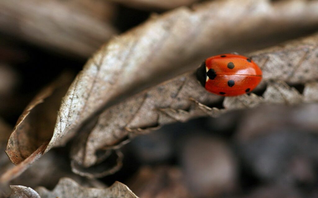 Vibrant Ladybug on Autumn Leaf - Seasonal Wallpaper Background