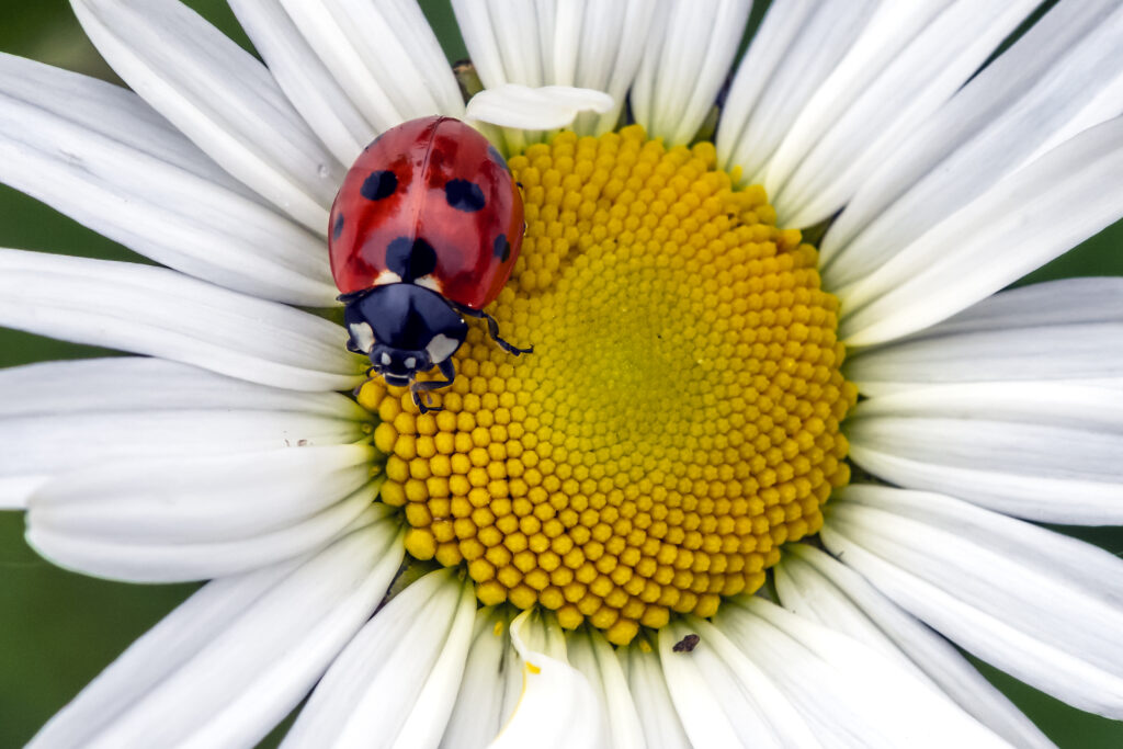 Vibrant Ladybug on Chamomile Flower - Macro Wallpaper Background