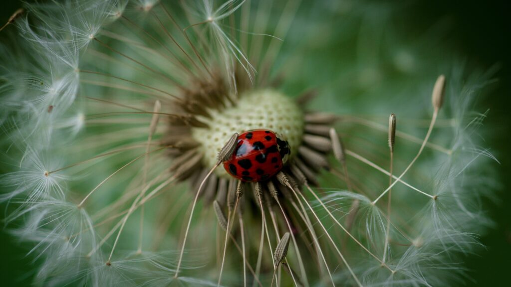 Vibrant Ladybug on Dandelion - Nature Wallpaper Background