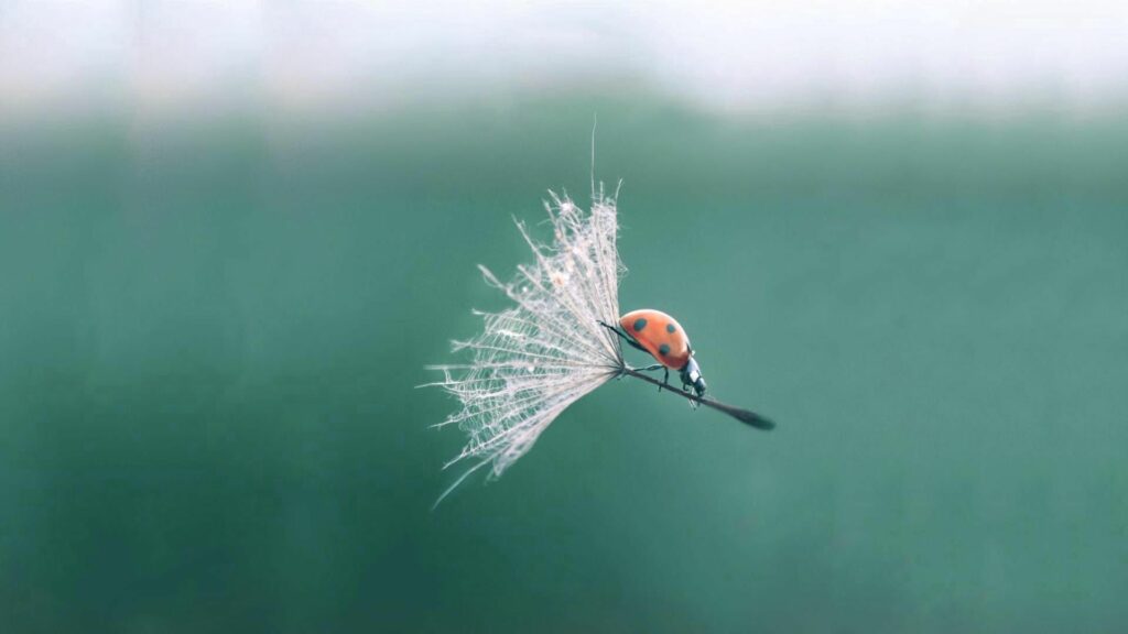 Vibrant Ladybug on Dandelion Seed - Serene Wallpaper Background