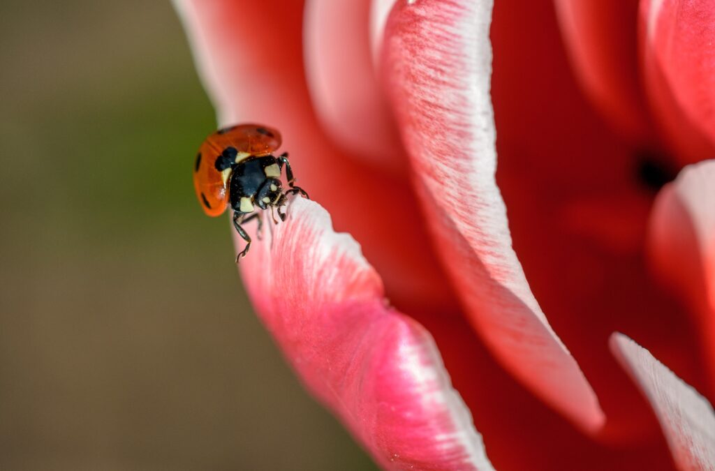 Vibrant Ladybug on Red and White Flower - Nature Wallpaper Background