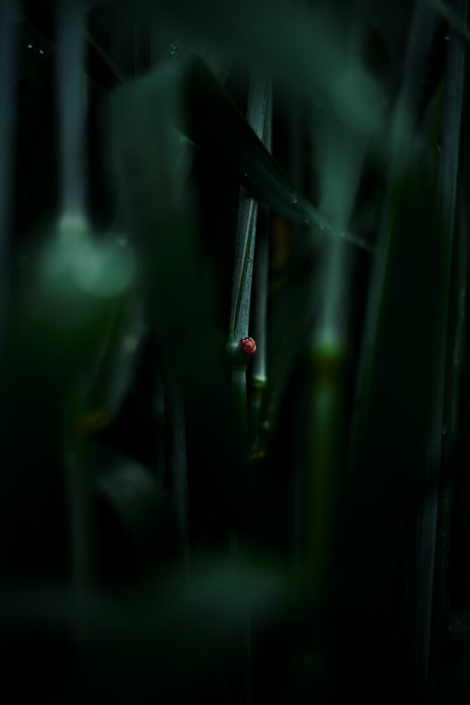 Vibrant Ladybug Macro Image on Green Leaf: Dewy Grass Wallpaper