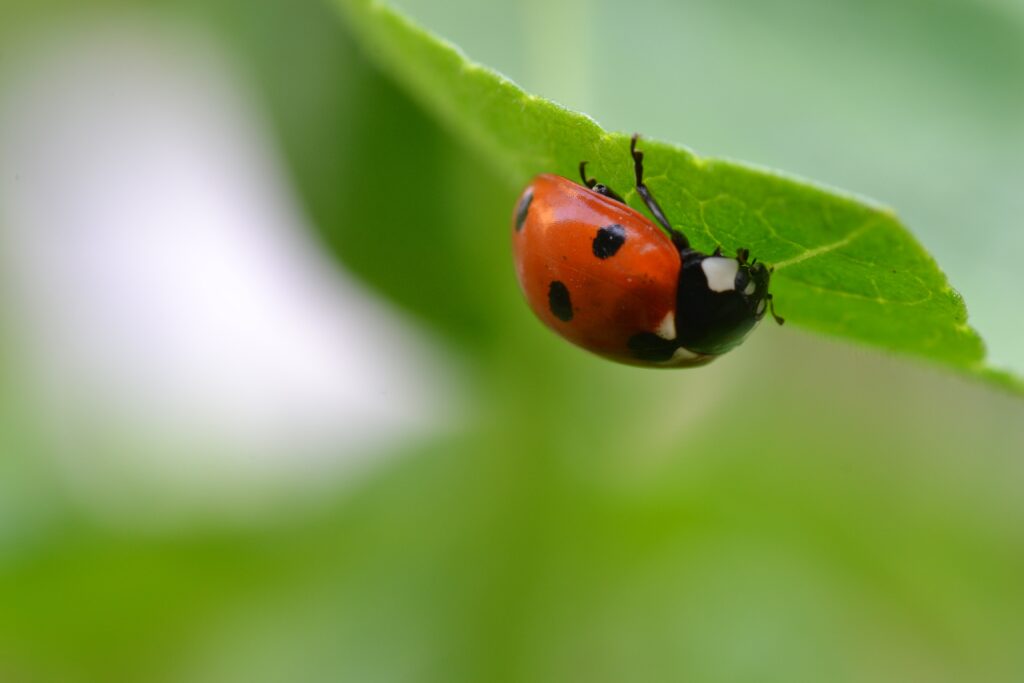 Vibrant Ladybug on Green Leaf - Soft Blurred Wallpaper Background