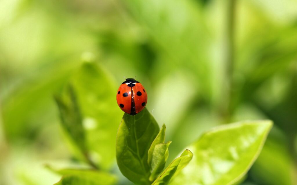 Vibrant Ladybug on Leaf: Nature's Serenity Wallpaper Background