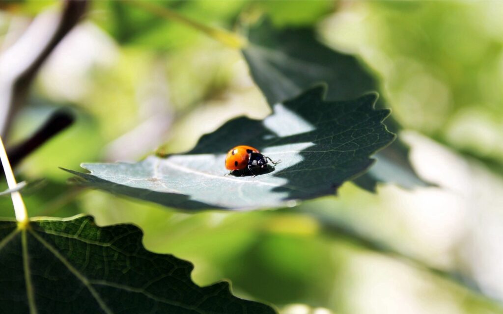Serene Ladybug on Green Leaf: Vibrant Nature Wallpaper Background