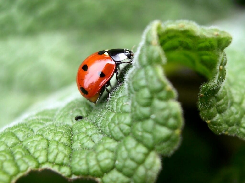 Vibrant Ladybug on Green Leaf - Nature Wallpaper Background