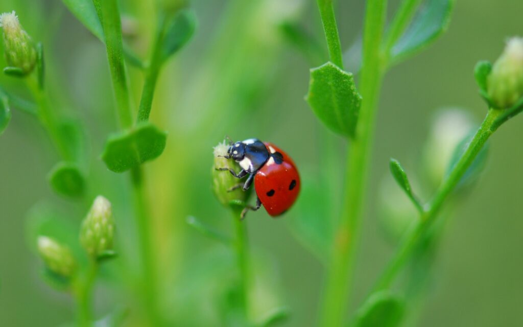 Ladybug on Green Plant: Nature's Beauty Wallpaper Background