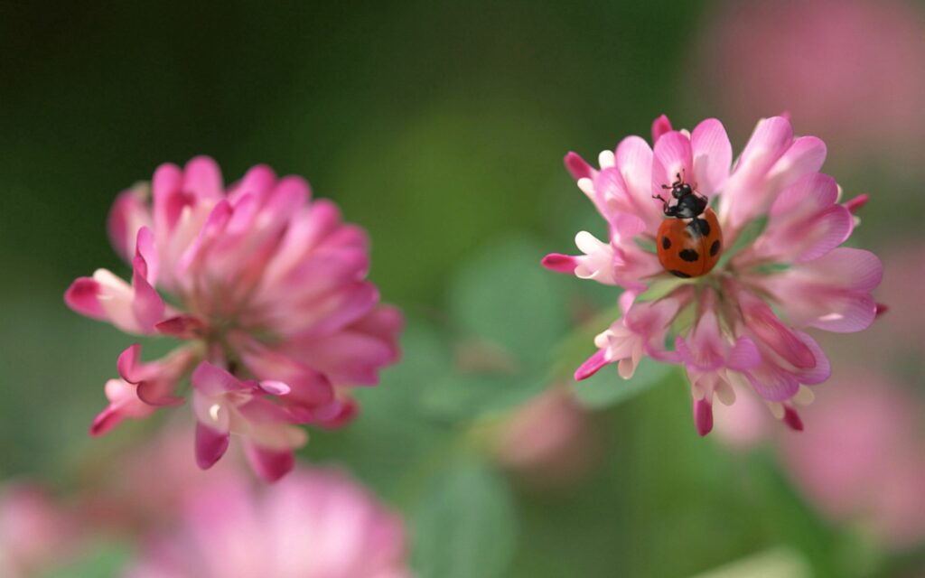Vibrant Red Ladybug on Pink Clover - Soft Green Wallpaper Background