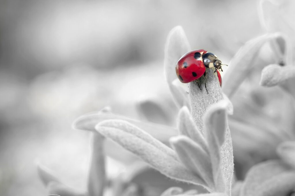 Vibrant Ladybug on Flower Petal - Striking Wallpaper Background