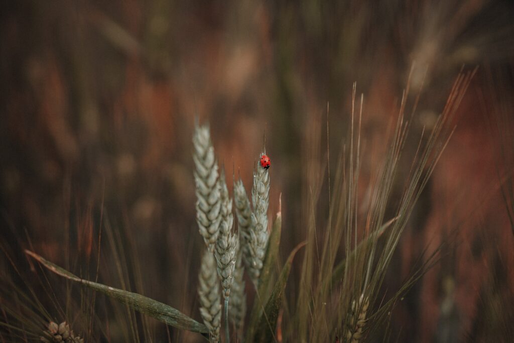 Ladybug on Wheat: Serene Earthy-Toned Wallpaper Background