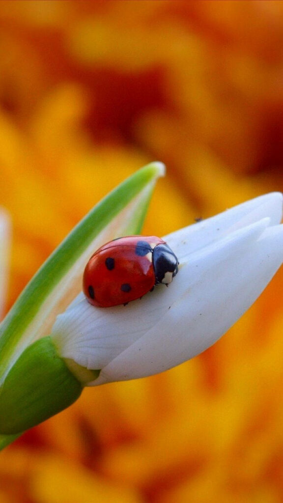 Vibrant Ladybug on Blooming White Flower with Golden Background Wallpaper