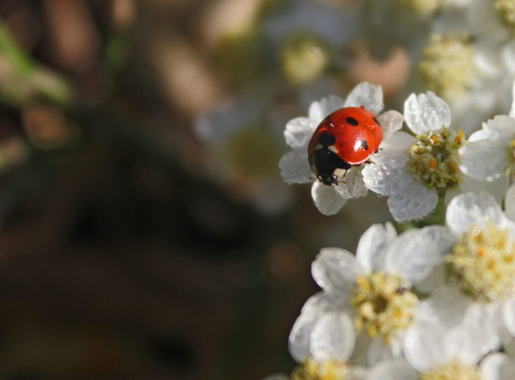 Vibrant Ladybug on White Flowers - Nature Wallpaper Background