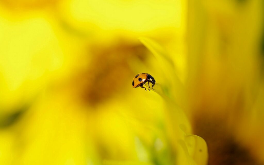 Vibrant Ladybug on Yellow Flower: Close-Up Wallpaper Background
