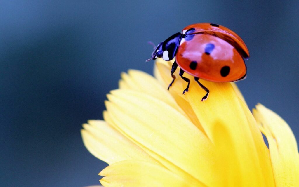 Vibrant Ladybug on Yellow Flower - Stunning Wallpaper Background